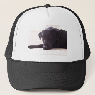 labrador retriever keps