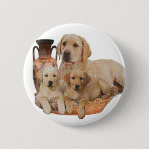 Labrador Retriever Knapp