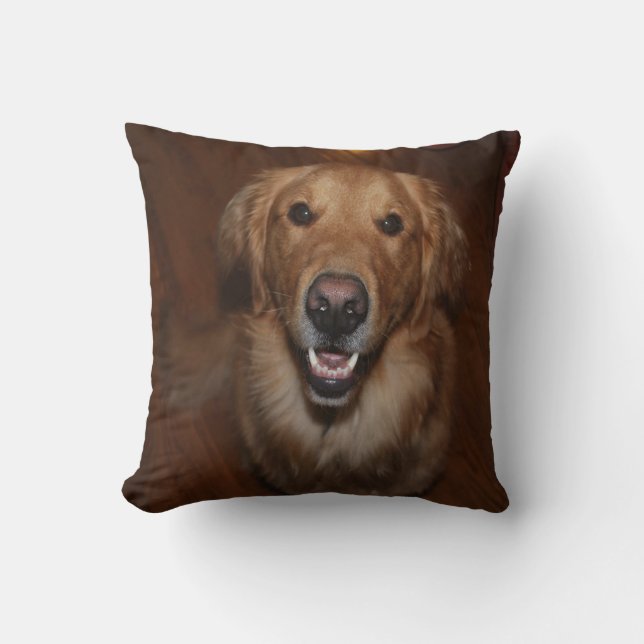 Labrador retriever kudde (Framsida)