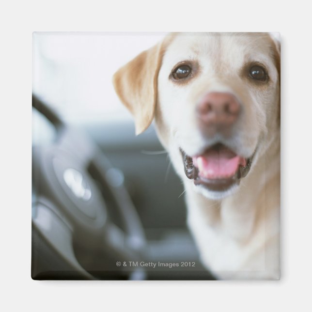 Labrador Retriever Magnet (Framsidan)