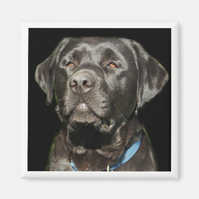 Labrador Retriever Magnet (Framsidan)
