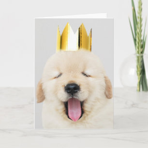 Labrador retriever MED DET KRONA vikta Kort