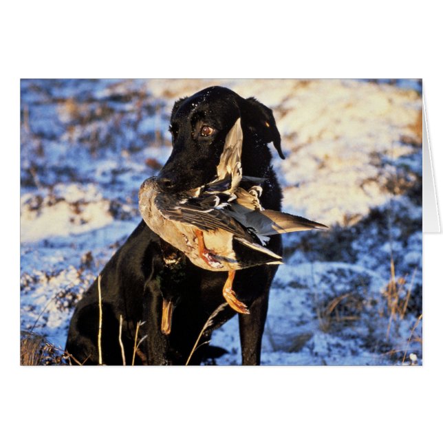 Labrador Retriever med Drake Mallard Hälsningskort (Framsidan Horizontal)