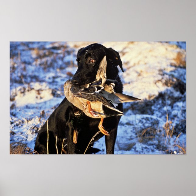 Labrador Retriever med Drake Mallard Poster (Framsidan)