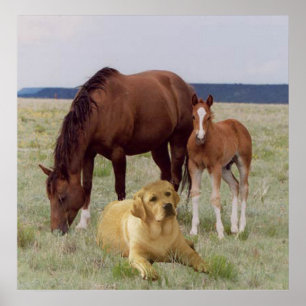 Labrador Retriever med hästar Poster