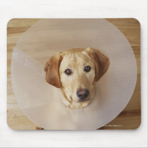 Labrador retriever med kotten runt om hans nacke musmatta