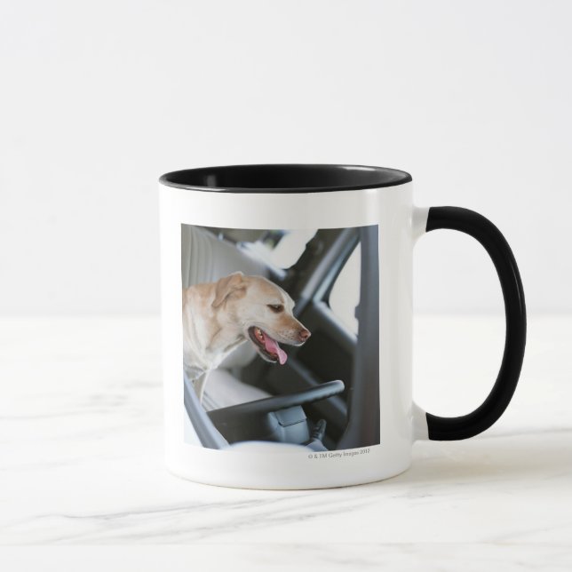 Labrador retriever mugg (Höger)