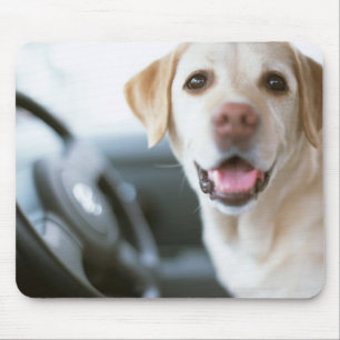 Labrador Retriever Musmatta