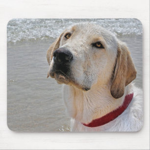 Labrador Retriever Musmatta
