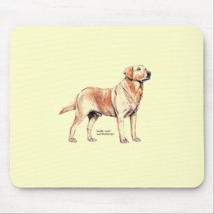 Labrador Retriever Musmatta