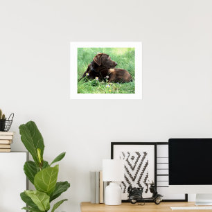 Labrador Retriever och lila blommor Poster
