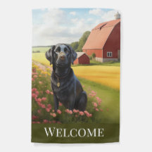 Labrador Retriever på gård