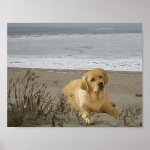 Labrador Retriever på strandaffischen Poster