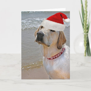 Labrador Retriever på strandjulen Helgkort
