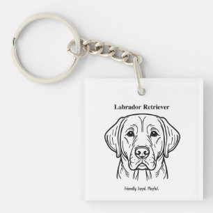 Labrador Retriever Porträtt