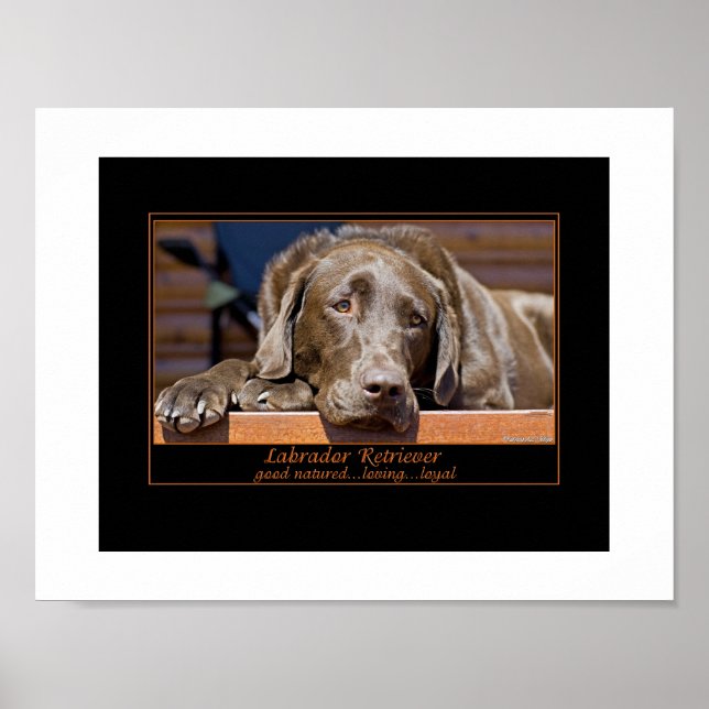 Labrador Retriever Poster (Framsidan)