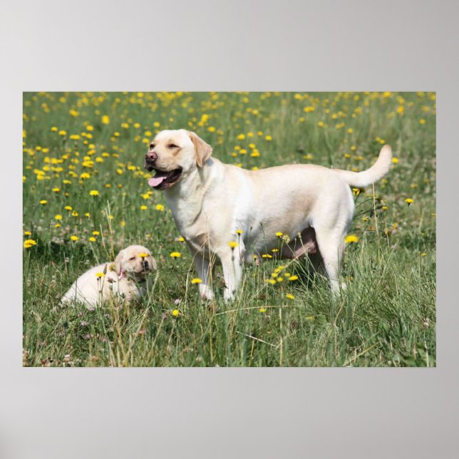 Labrador Retriever Poster (Framsidan)