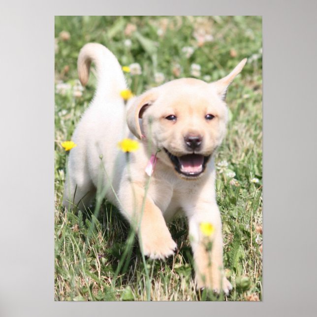Labrador Retriever Poster (Framsidan)