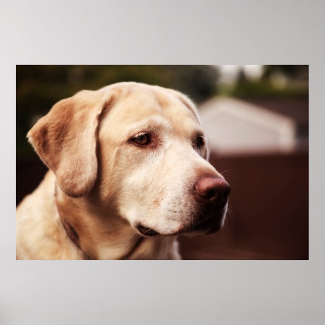 Labrador Retriever Poster (Framsidan)
