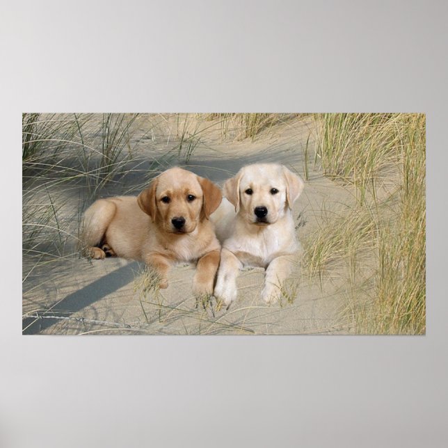 Labrador Retriever Poster Valper på stranden (Framsidan)