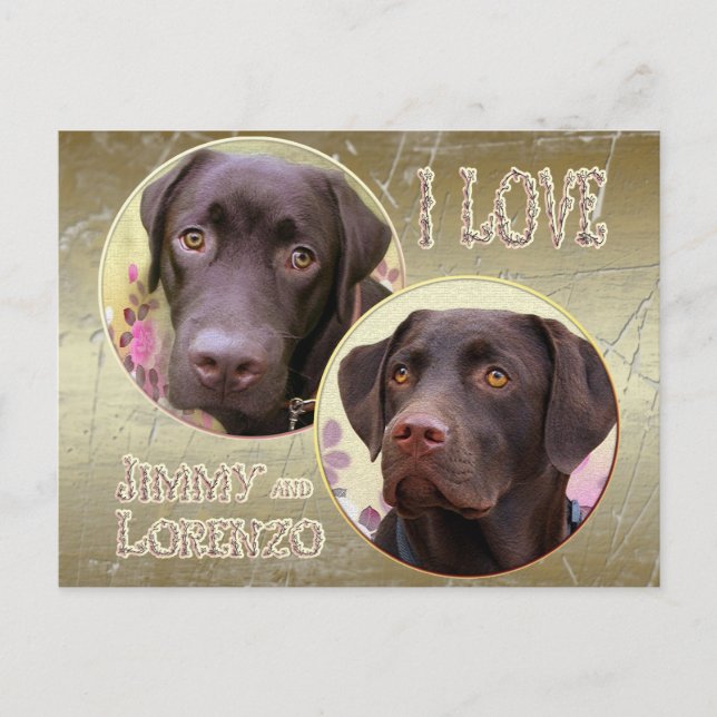 Labrador Retriever Postkarte Vykort (Framsida)