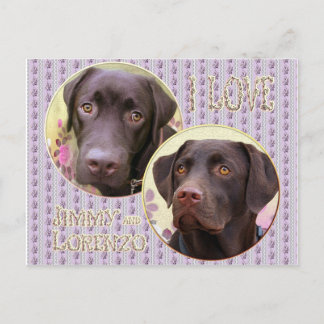 Labrador Retriever Postkarte Vykort