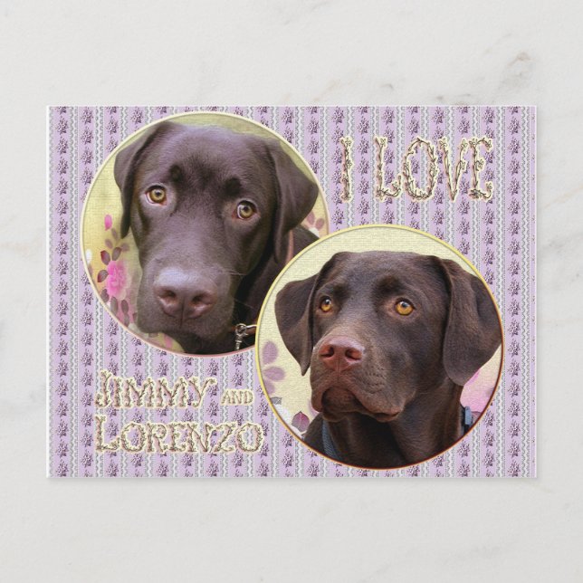 Labrador Retriever Postkarte Vykort (Framsida)