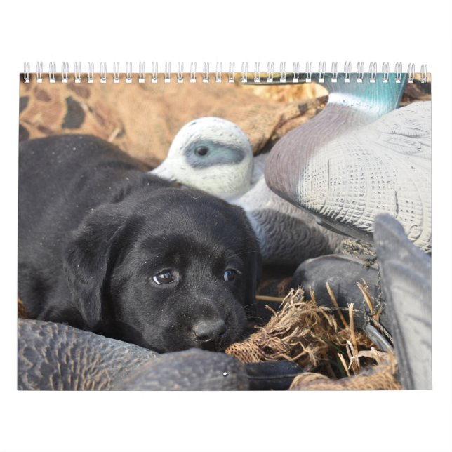 Labrador Retriever Puppies Calendar Kalender (Omslag)