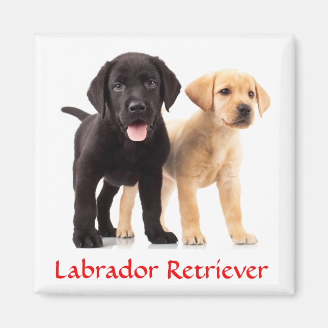 Labrador Retriever Puppies Fridge Magnet (Framsidan)