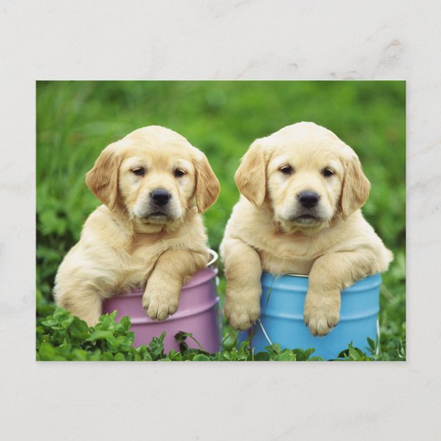Labrador Retriever Puppy Hund Postcard Vykort (Framsida)