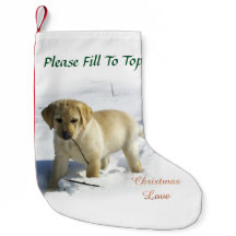 Labrador Retriever Puppy jul