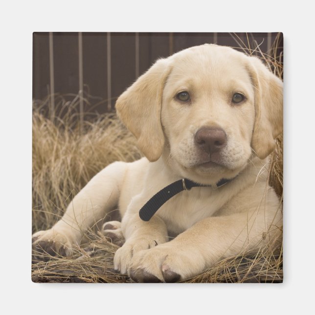 Labrador Retriever puppy Magnet (Framsidan)