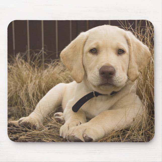 Labrador Retriever puppy Musmatta (Framsidan)