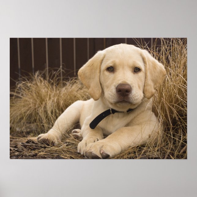Labrador Retriever puppy Poster (Framsidan)