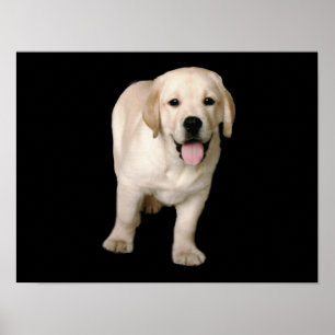 Labrador Retriever Puppy Skriv ut Poster