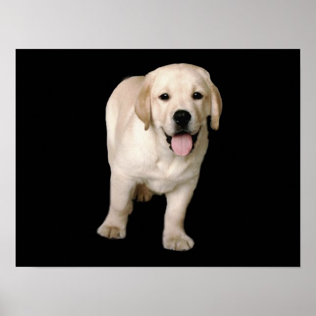 Labrador Retriever Puppy Skriv ut Poster (Framsidan)