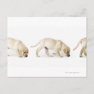 Labrador Retriever Puppy Walking Vykort