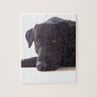 labrador retriever pussel