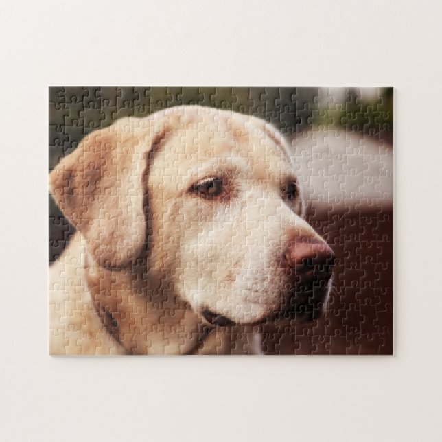Labrador Retriever Pussel (Horisontell)