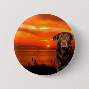 Labrador Retriever Sitta bredvid Sunset Hund Knapp