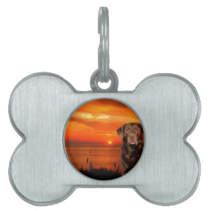 Labrador Retriever Sitta bredvid Sunset Hund Namnbricka Husdjur