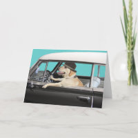 Labrador Retriever som kör klassisk bil