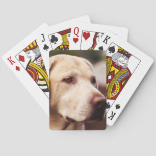 Labrador Retriever Spel Kort