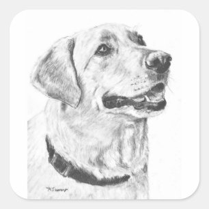 Labrador Retriever Teckning Fyrkantigt Klistermärke