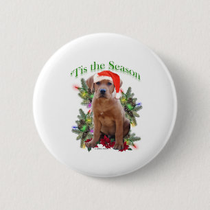 Labrador Retriever "Tis Knapp