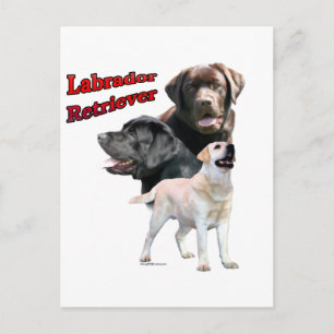 Labrador Retriever Trio 2 Vykort
