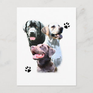 Labrador Retriever Trio Vykort