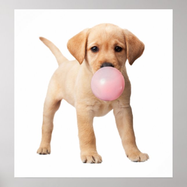 Labrador Retriever Valp Bubble Gum Barn Barnbarn Poster (Framsidan)