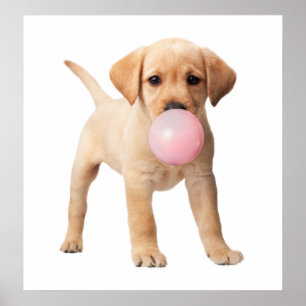 Labrador Retriever Valp Bubblegum Förskolebarn Poster