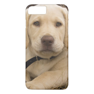 Labrador Retriever-valp